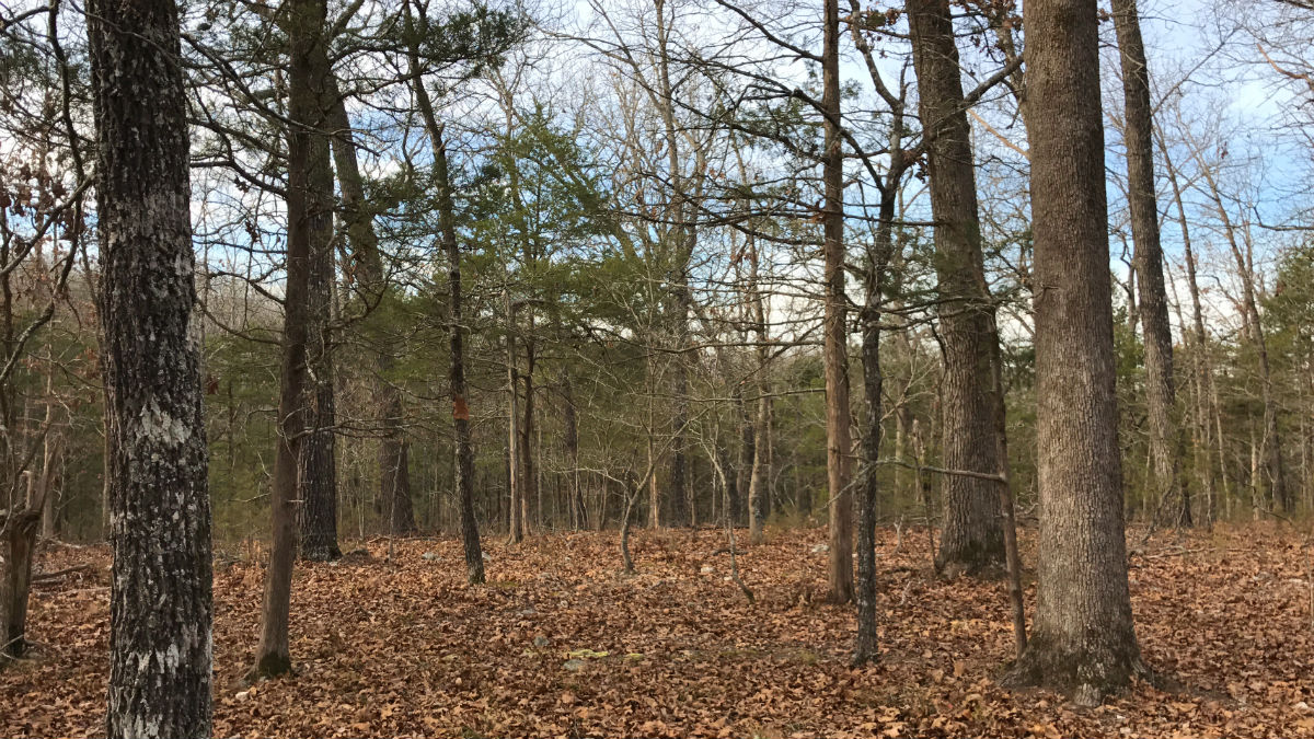 Loads of mature timber on this tract.